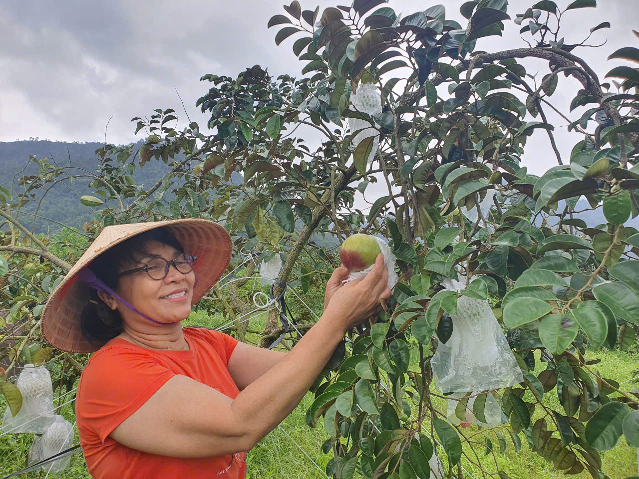 Một phụ nữ đưa giống vú sữa lên vùng núi trồng, quả ra đẹp lại đạt sản phẩm OCOP  - Ảnh 3.