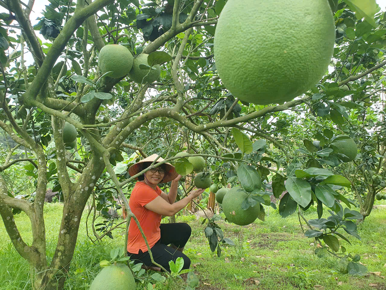 Một phụ nữ đưa giống vú sữa lên vùng núi trồng, quả ra đẹp lại đạt sản phẩm OCOP  - Ảnh 4.