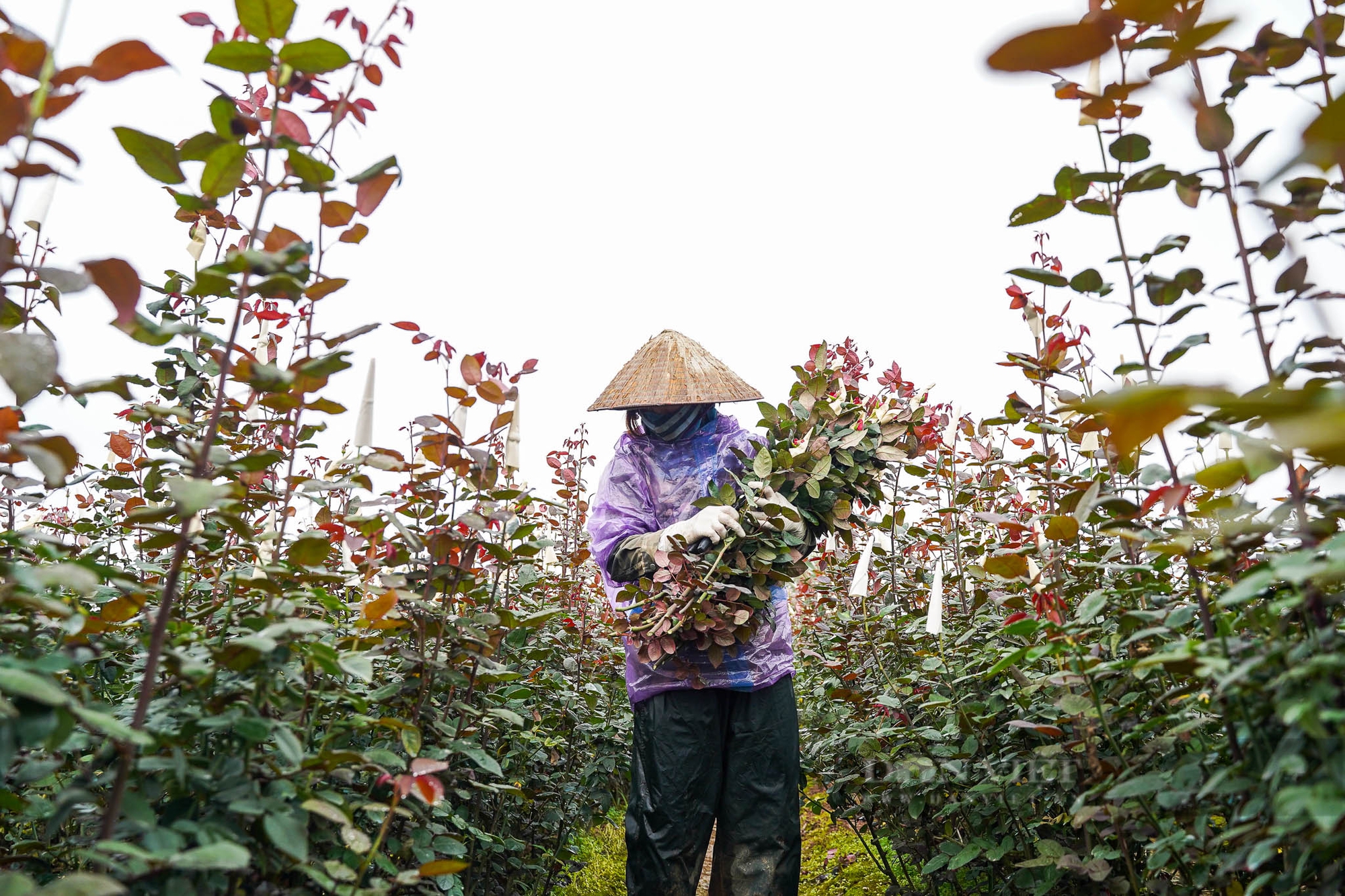 Hoa hồng tại vườn được giá dịp 8/3, nhiều nông dân huy động cả gia đình luôn tay cắt hoa- Ảnh 2. Hoa hồng tại vườn được giá dịp 8/3, nhiều nông dân huy động cả gia đình luôn tay cắt hoa- Ảnh 2.