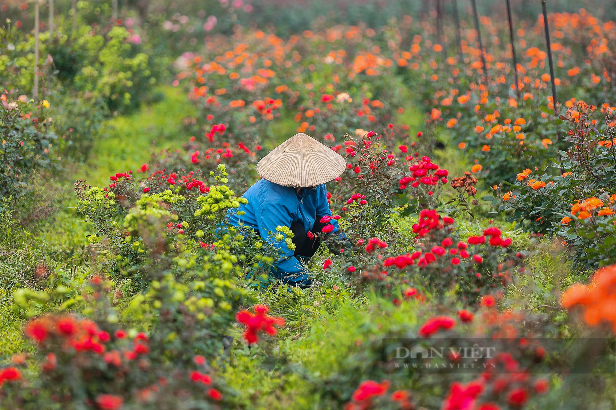 Hoa hồng tại vườn được giá dịp 8/3, nhiều nông dân huy động cả gia đình luôn tay cắt hoa- Ảnh 3. Hoa hồng tại vườn được giá dịp 8/3, nhiều nông dân huy động cả gia đình luôn tay cắt hoa- Ảnh 3.