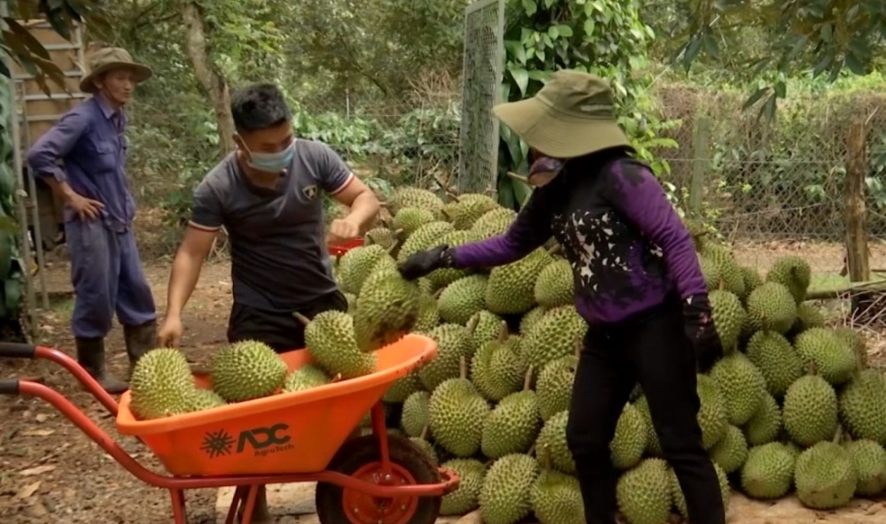 Cần phải giải quyết những thách thức đối với ngành hàng sầu riêng