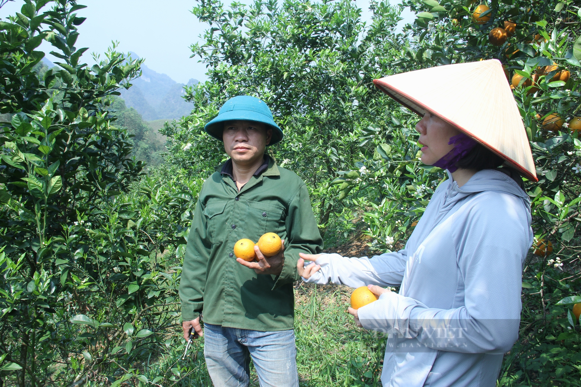 Loại cam có tên 