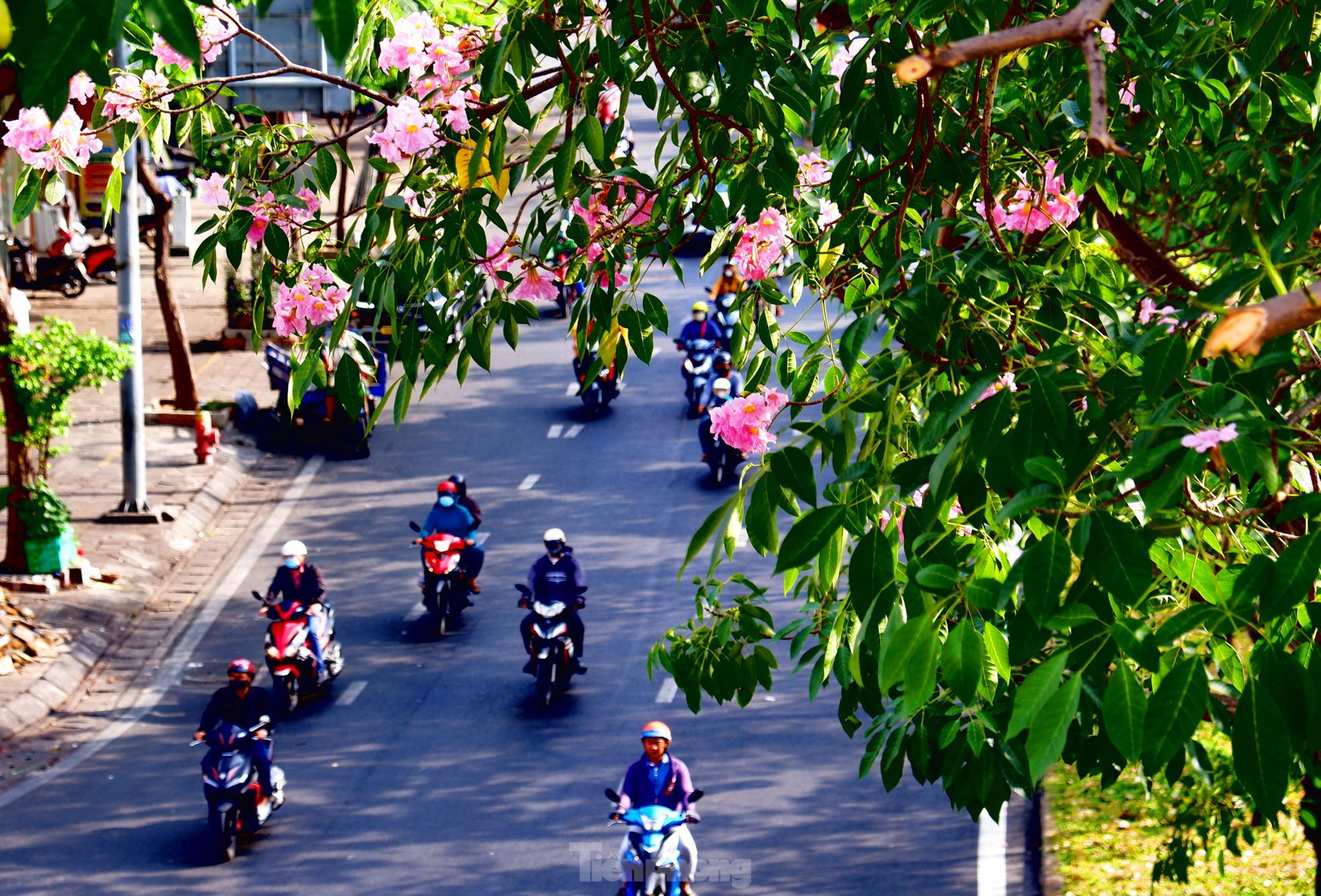 Hoa kèn hồng nở rực trên nhiều tuyến đường ở TPHCM, hút người dân 'check-in' ảnh 6