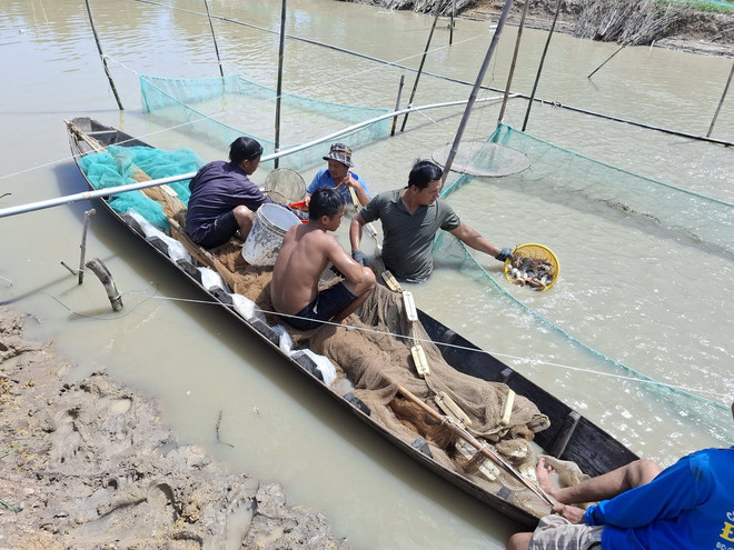 Đặc sản Đồng Tháp, loại cá ngon trông như cá cảnh, chỉ nghe tên khối người đã xuống tiền mua - Ảnh 3.