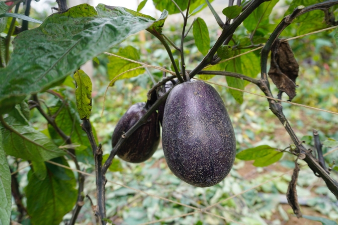 Vườn dưa Pepino thuận thiên của Hà đang vào mùa kết trái, căng tròn và ngọt lành. Ảnh: Duy Học.