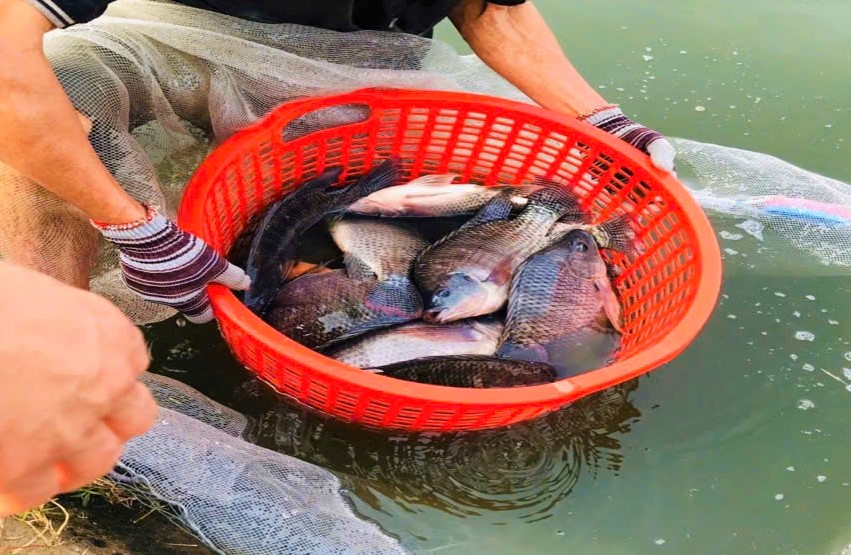 Nuôi loài cá ăn tạp, con nào cũng to bự, dân nơi này nói có từng nào thương lái cũng 