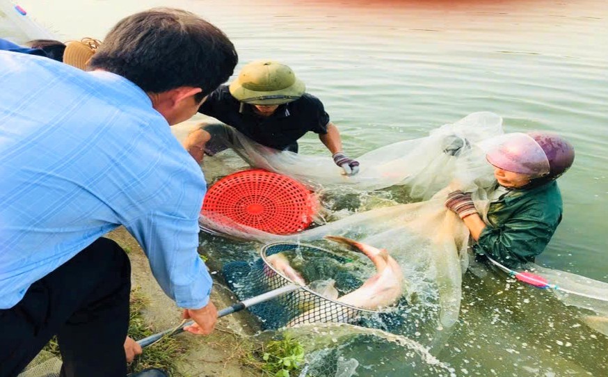 Nuôi loài cá ăn tạp, con nào cũng to bự, dân nơi này nói có từng nào thương lái cũng 