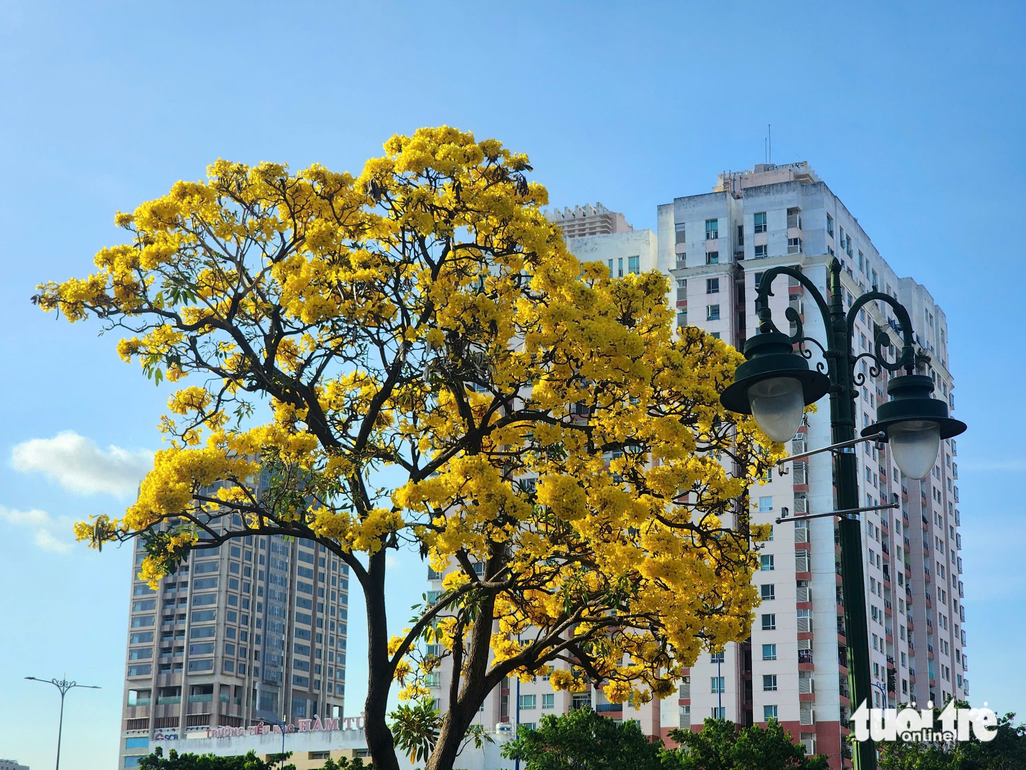 Hoa chuông vàng khoe sắc vàng rực bên kênh Tàu Hủ, quận 8 - Ảnh 6.