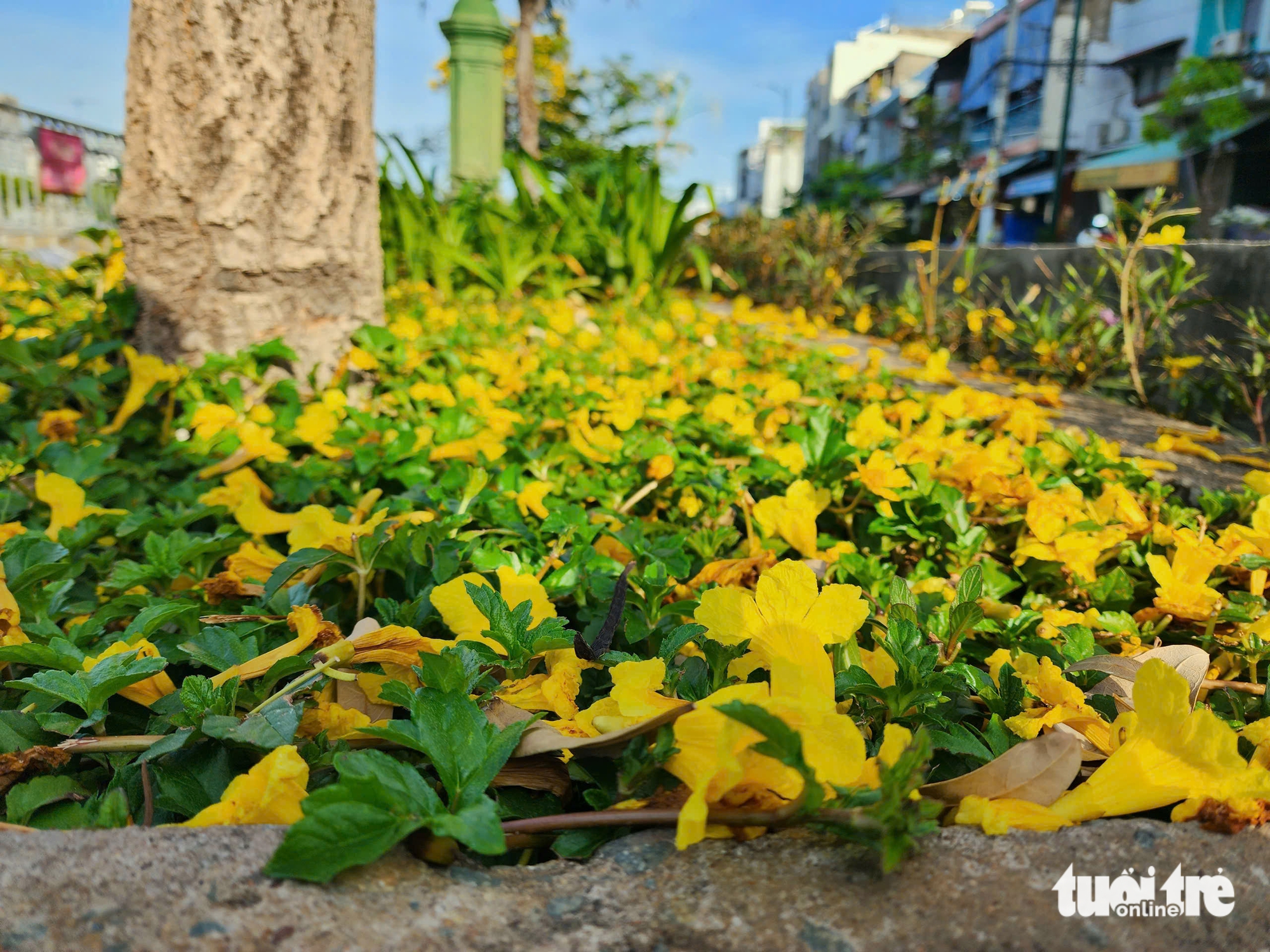 Hoa chuông vàng khoe sắc vàng rực bên kênh Tàu Hủ, quận 8 - Ảnh 8.