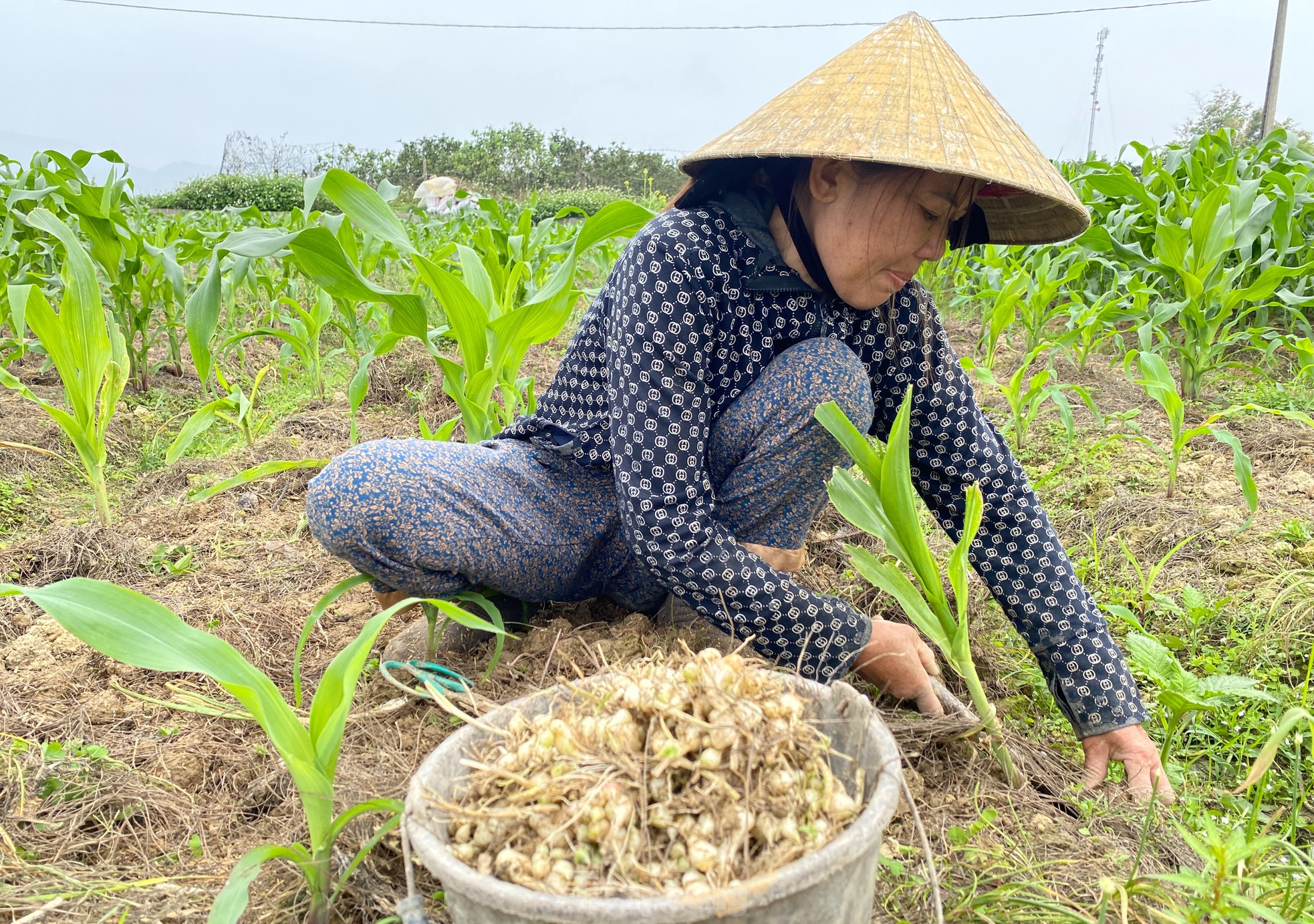 Hành tăm rớt giá từng ngày, người dân ở vựa hành lớn nhất tỉnh lo thất thu ảnh 3