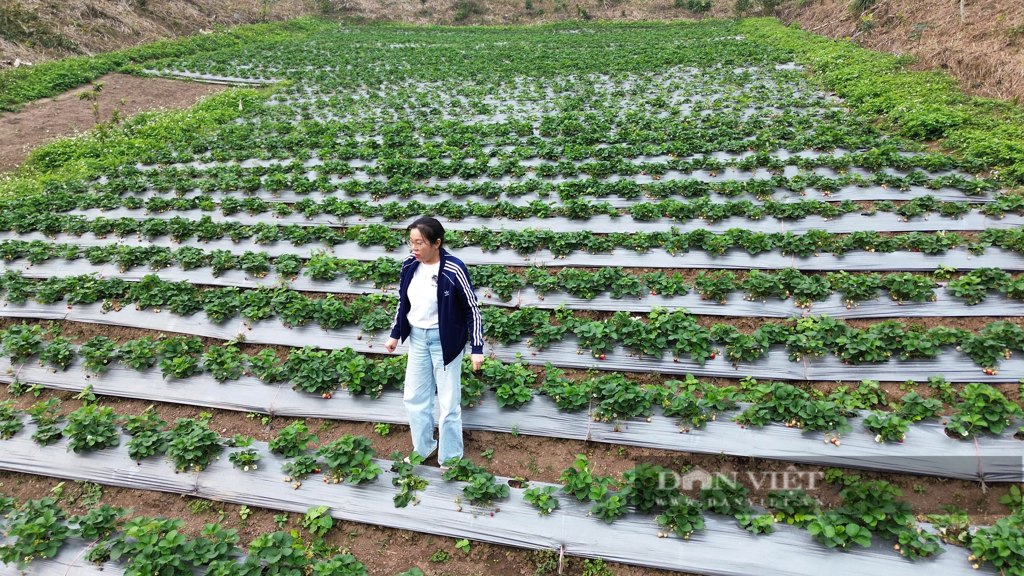 Triển vọng mô hình trồng dâu tây hữu cơ gắn với du lịch trải nghiệm tại thành phố Hòa Bình - Ảnh 3.