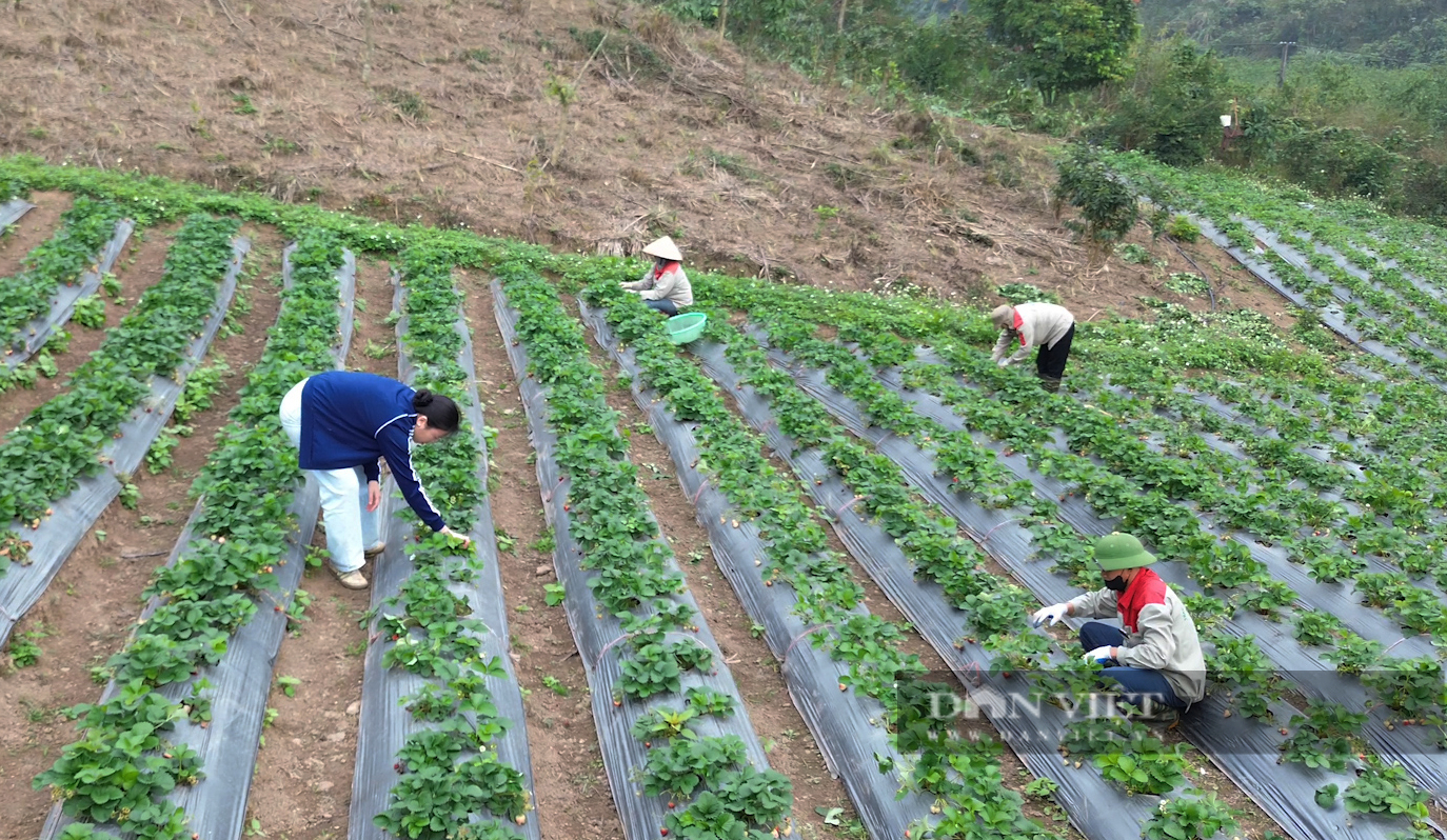 Triển vọng mô hình trồng dâu tây hữu cơ gắn với du lịch trải nghiệm tại thành phố Hòa Bình - Ảnh 4.