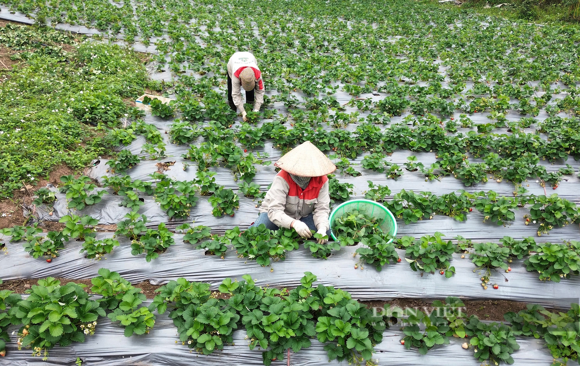 Triển vọng mô hình trồng dâu tây hữu cơ gắn với du lịch trải nghiệm tại thành phố Hòa Bình - Ảnh 5.