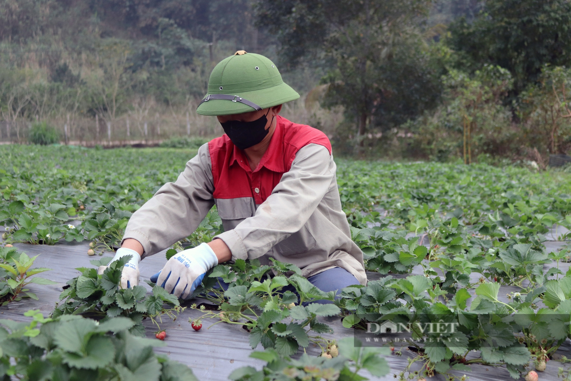 Triển vọng mô hình trồng dâu tây hữu cơ gắn với du lịch trải nghiệm tại thành phố Hòa Bình - Ảnh 6.