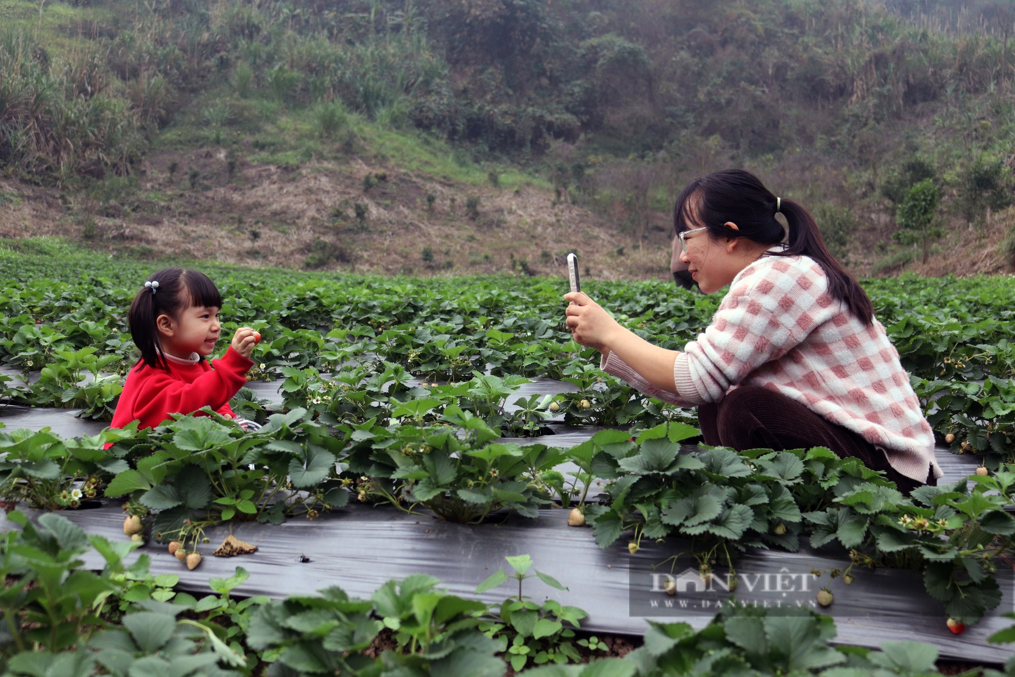 Triển vọng mô hình trồng dâu tây hữu cơ gắn với du lịch trải nghiệm tại thành phố Hòa Bình - Ảnh 10.