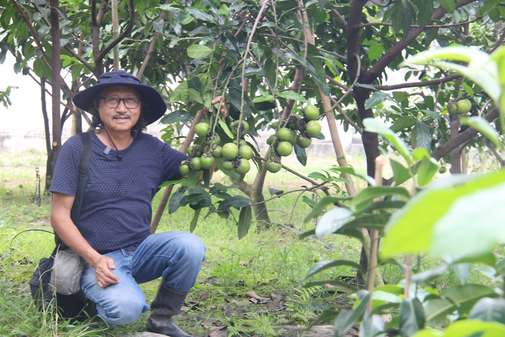 Vườn cây ăn quả độc lạ Bình Dương, cây thấp tè trái ra quá trời, muốn ...