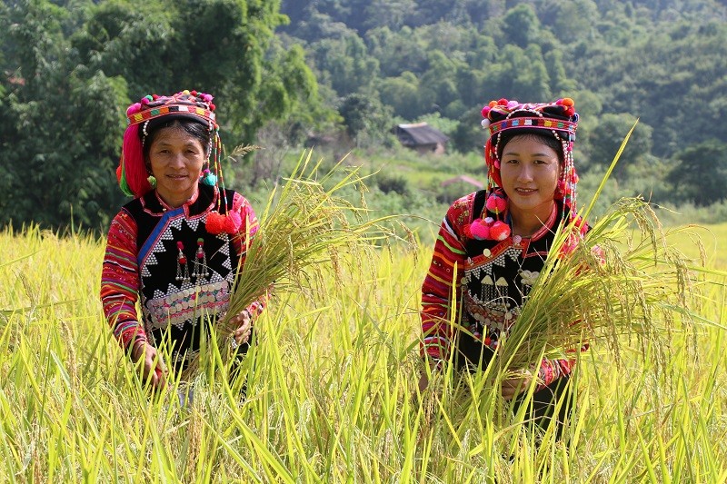 Đồng bào Hà Nhì ở Mường Nhé vào mùa gặt.