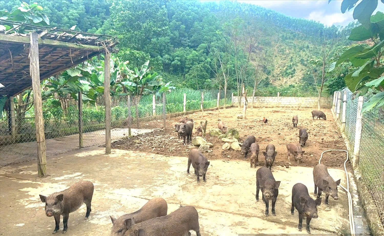 Giờ đây, lợn bản đã trở thành vật nuôi chủ lực giúp nhiều hộ đồng bào DTTS ở huyện Minh Hóa (Quảng Bình) thoát nghèo bền vững