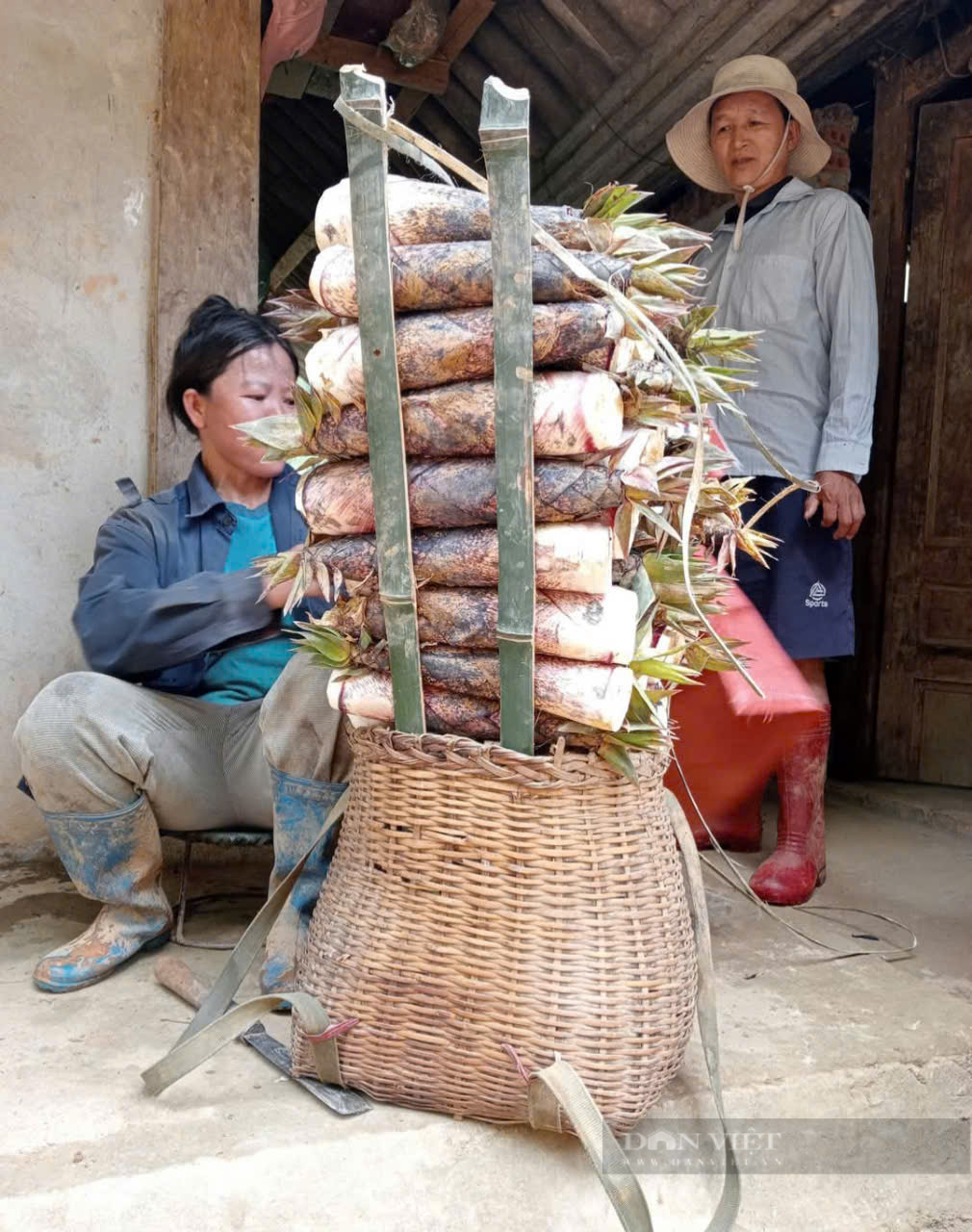 Vô rừng một huyện ở Phú Thọ đ đào thứ cây thân non trồi lên gọi là củ ngon, dân có đồng ra đồng vào- Ảnh 2.