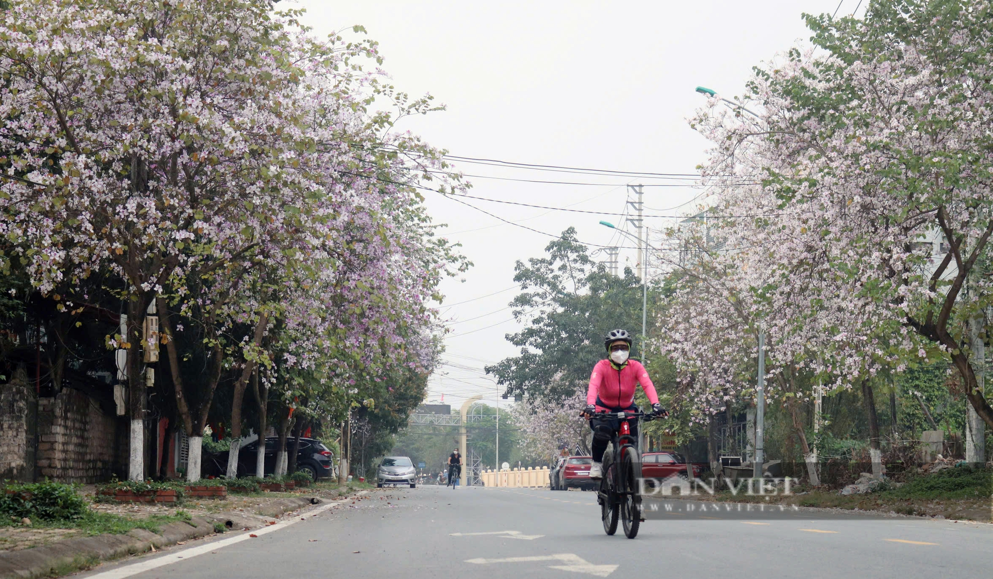 Chiêm ngưỡng “con đường hoa ban” bung nở rực rỡ, làm say đắm lòng người ở Hòa Bình - Ảnh 2.