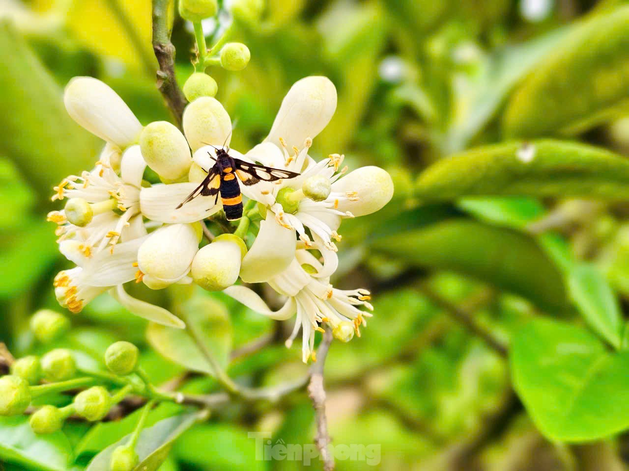 Cận cảnh quy trình 'se duyên' thụ phấn cho bưởi Diễn đệ nhất Hà Thành ảnh 3