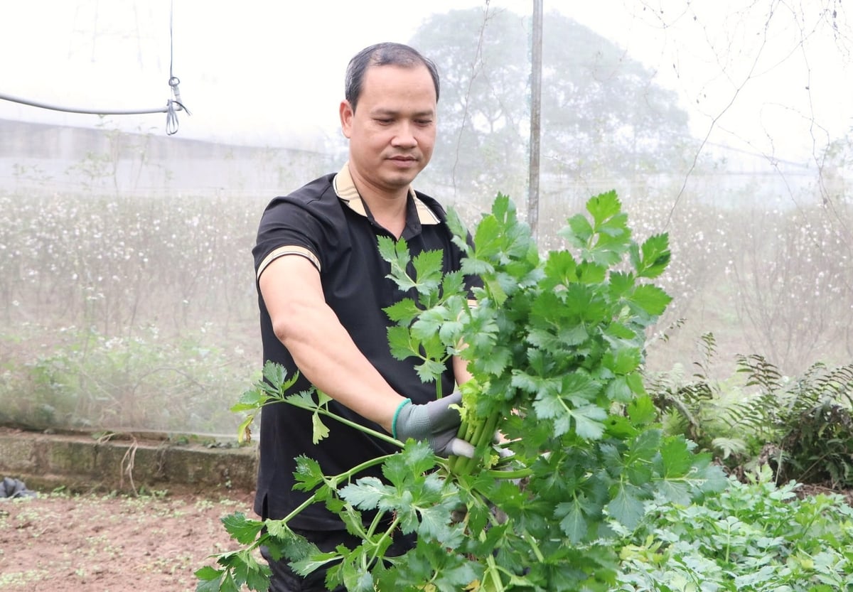 Theo anh Phạm Hoàng Hiệp, Giám đốc HTX Nông sản an toàn Liên Hiệp, sản xuất rau an toàn đã khó, giữ vững được còn khó hơn. Ảnh: Trung Quân.