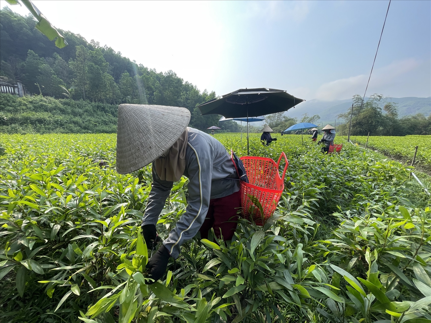 Đồng bào Hrê cắt cành giâm hom keo trồng rừng nguyên liệu Đồng bào Hrê cắt cành giâm hom keo trồng rừng nguyên liệu