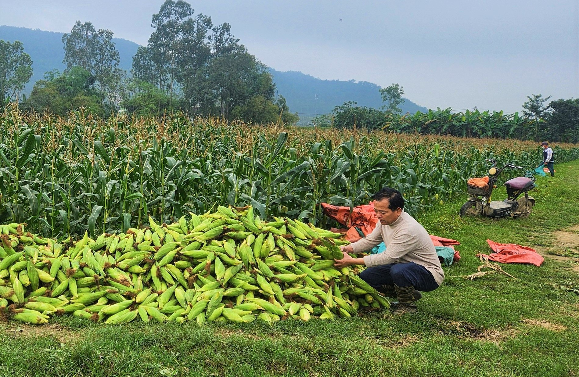 Trồng thứ cây ra 