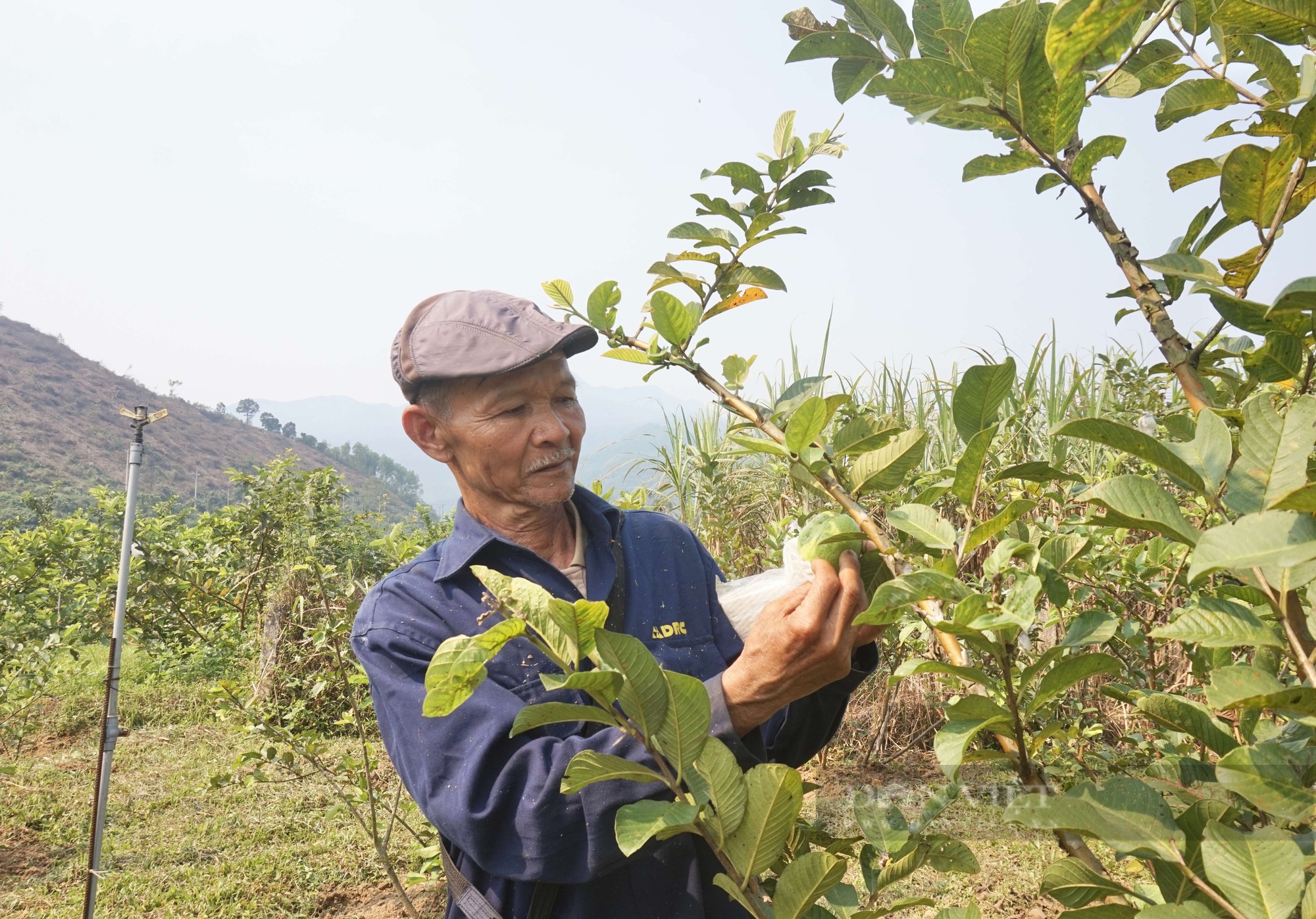 Trồng loại quả giòn ngọt, bán đắt hàng, một nông dân Đà Nẵng thu tiền quanh năm - Ảnh 3.