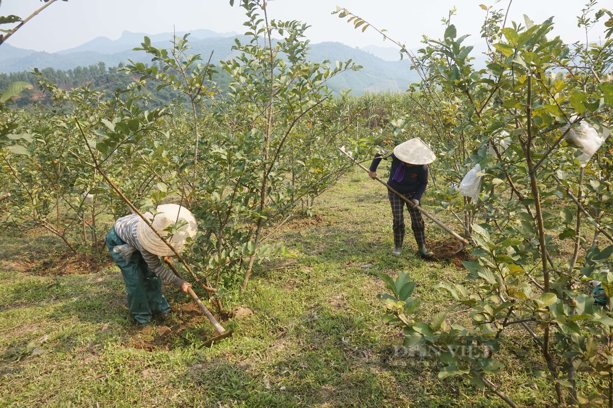 Trồng loại quả giòn ngọt, bán đắt hàng, một nông dân Đà Nẵng thu tiền quanh năm - Ảnh 5.