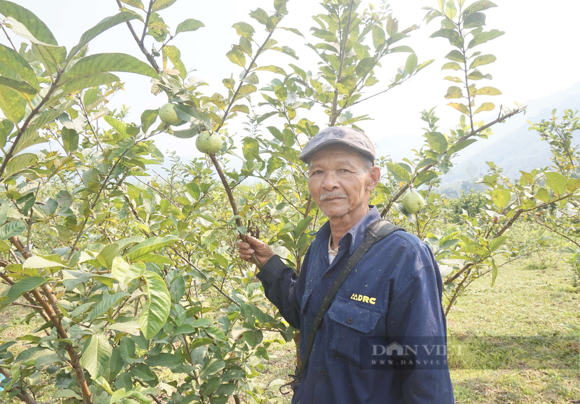 Trồng loại quả giòn ngọt, bán đắt hàng, một nông dân Đà Nẵng thu tiền quanh năm - Ảnh 8.