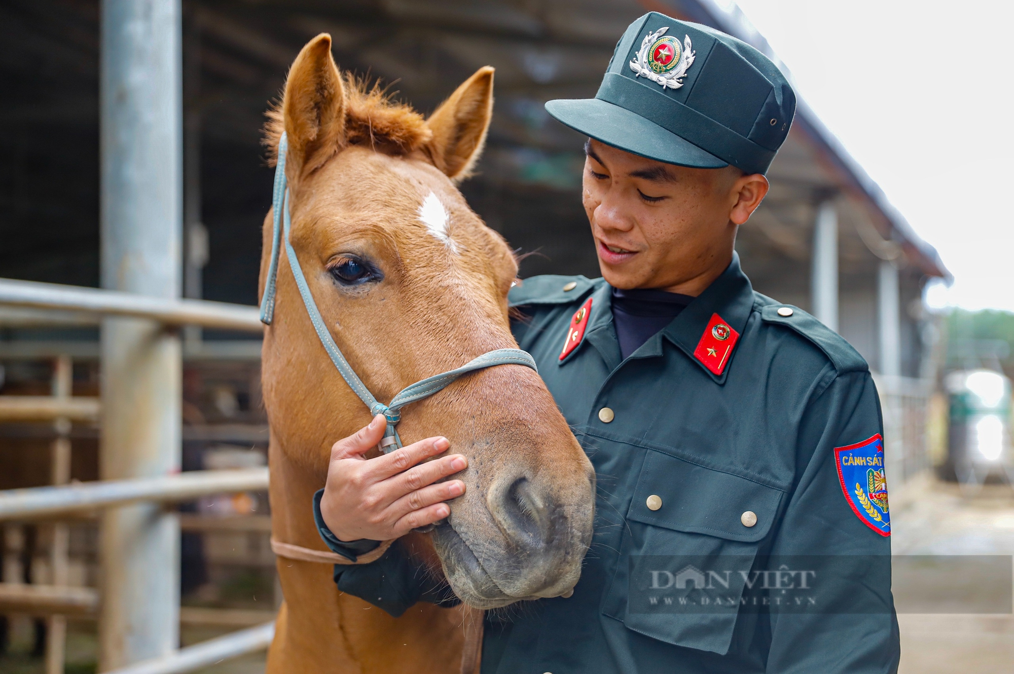 Ngựa của Cảnh sát cơ động Kỵ binh được chăm sóc như nào trước ngày vào TPHCM thực hiện nhiệm vụ?- Ảnh 12.