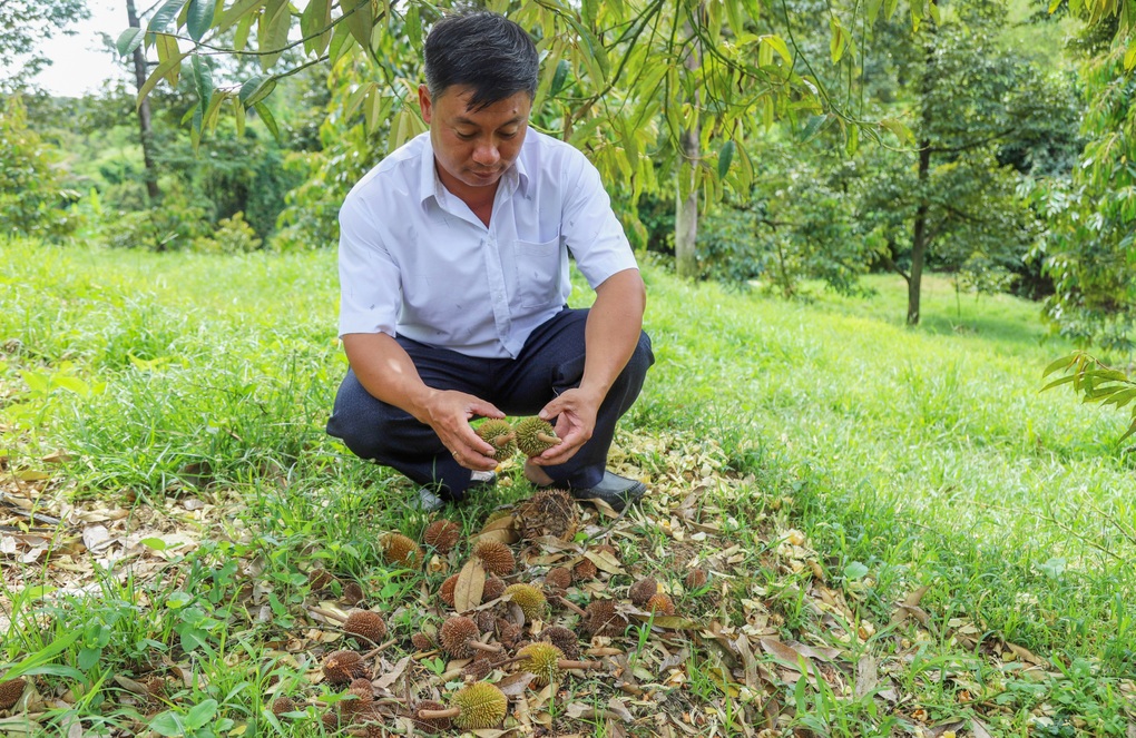 Cây tỷ đô ồ ạt rụng trái non sau mưa, nông dân lo lắng - 3