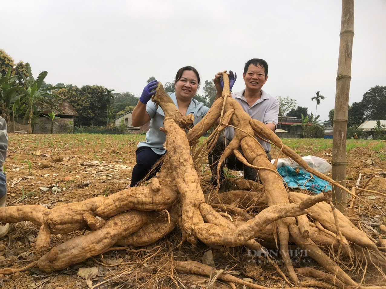 Củ gì nặng đến 40 kg mà người dân ở Lào Cai phải dùng máy xúc đào lên?  - Ảnh 2.