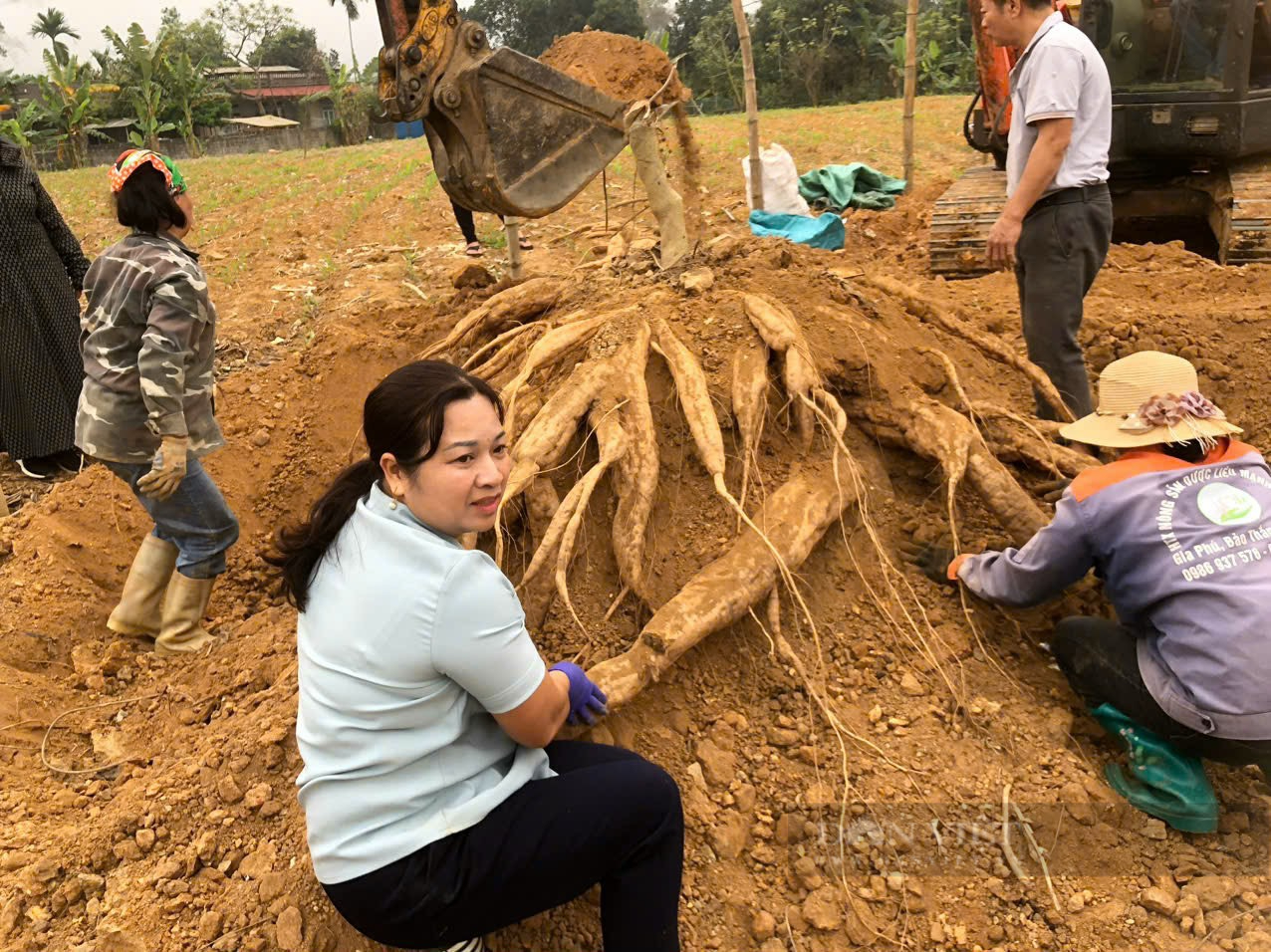 Củ gì nặng đến 40 kg mà người dân ở Lào Cai phải dùng máy xúc đào lên?  - Ảnh 6.