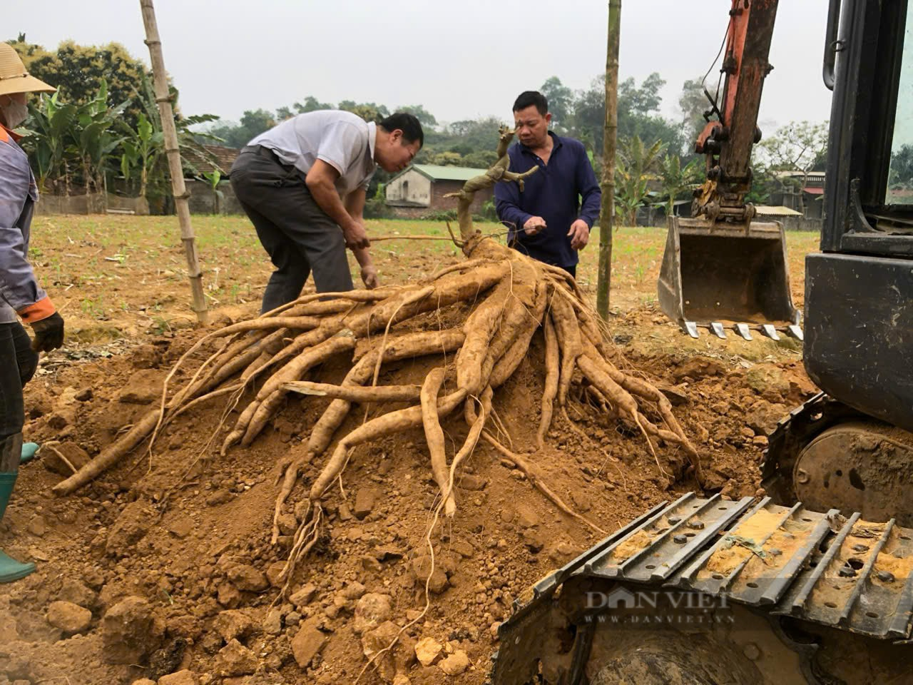 Củ gì nặng đến 40 kg mà người dân ở Lào Cai phải dùng máy xúc đào lên?  - Ảnh 9.