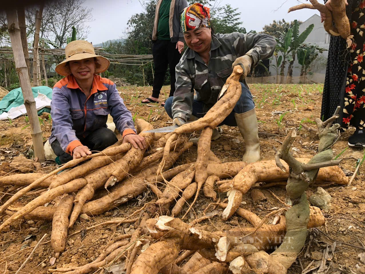 Củ gì nặng đến 40 kg mà người dân ở Lào Cai phải dùng máy xúc đào lên?  - Ảnh 11.