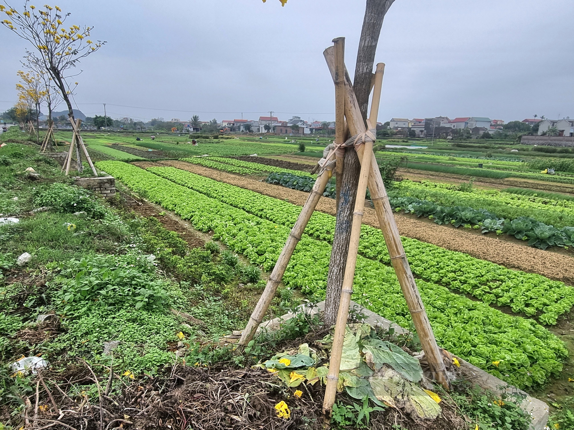 Ngỡ ngàng tuyến đường hoa nở vàng rực xã nông thôn mới nâng cao của Ninh Bình đẹp như phim - Ảnh 4.