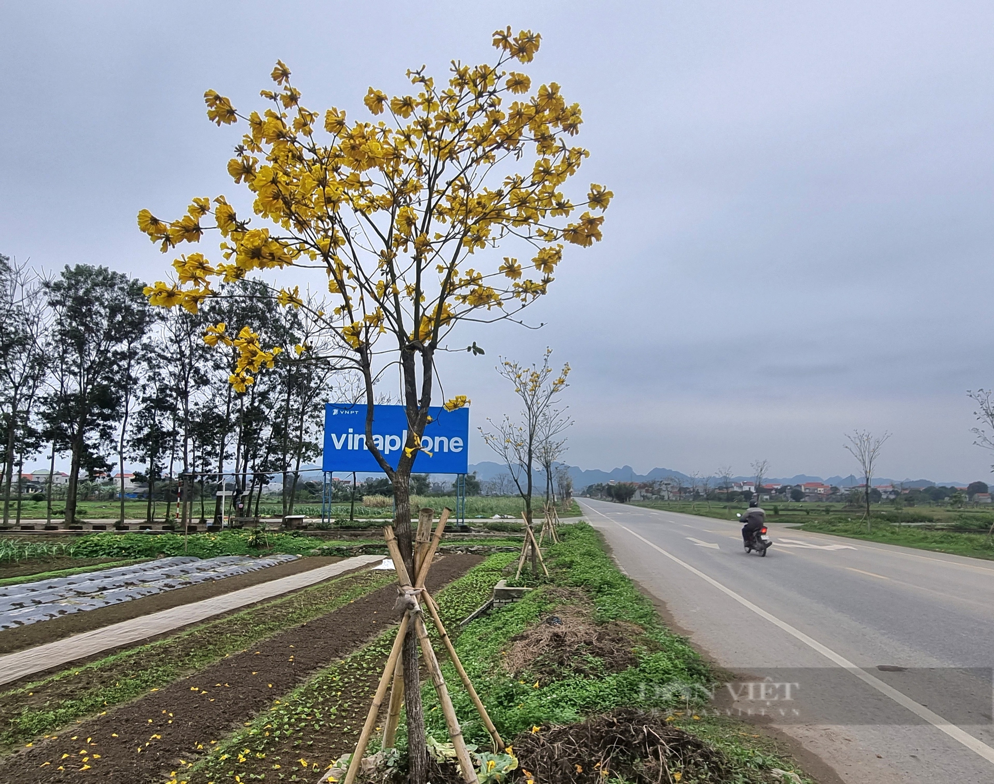 Ngỡ ngàng tuyến đường hoa nở vàng rực xã nông thôn mới nâng cao của Ninh Bình đẹp như phim - Ảnh 6.