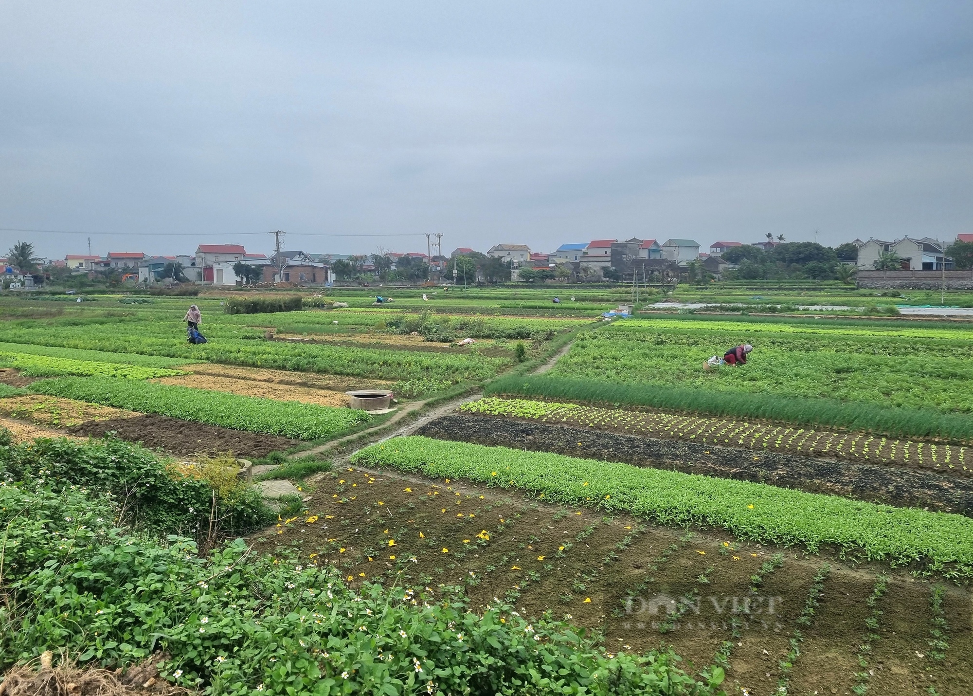 Ngỡ ngàng tuyến đường hoa nở vàng rực xã nông thôn mới nâng cao của Ninh Bình đẹp như phim - Ảnh 8.