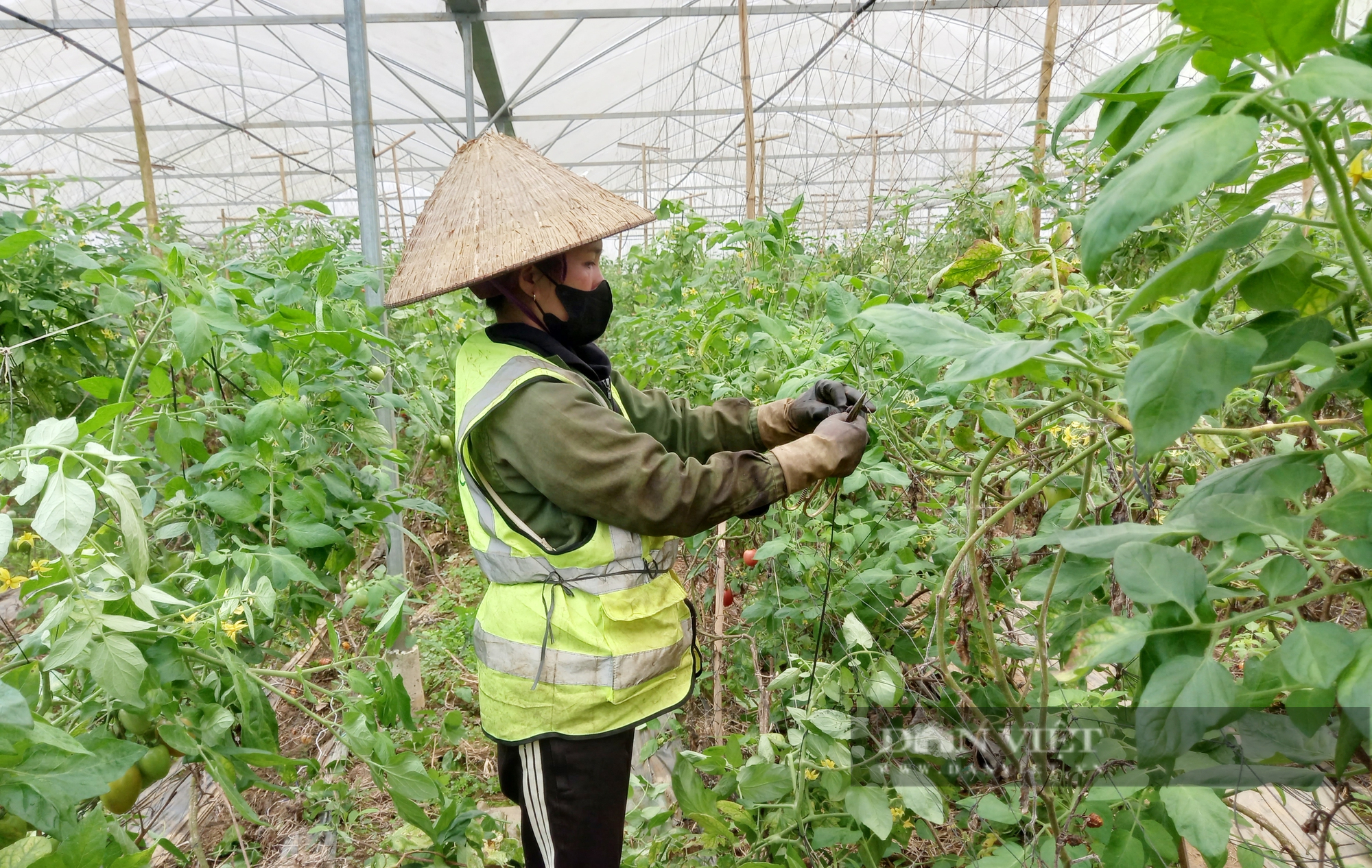 Làm nông nghiệp hữu cơ, một Hợp tác xã ở Hòa Bình vừa có doanh thu, lại tăng thu nhập cho nông dân - Ảnh 3.