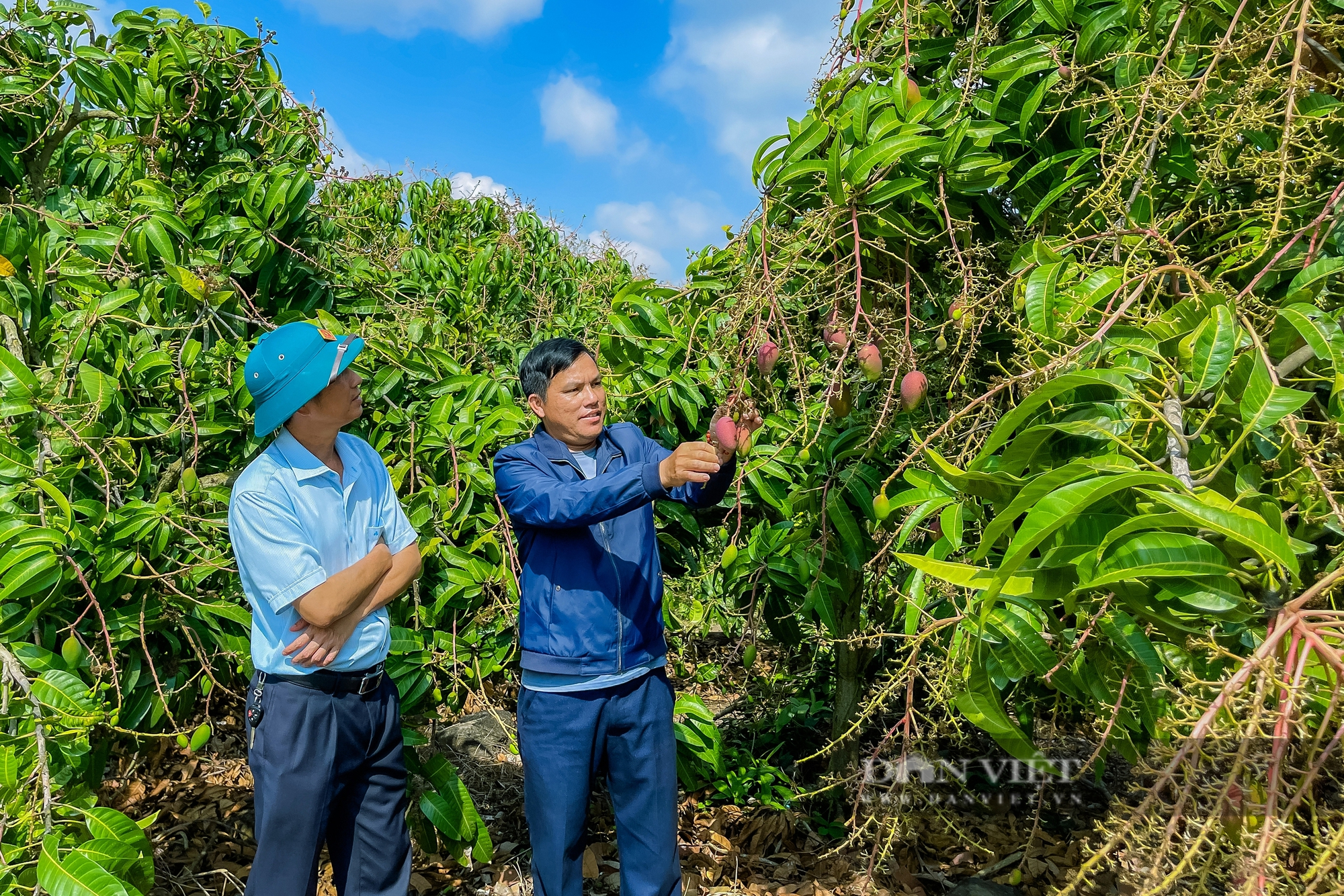 Nông dân Đắk Nông trồng xoài công nghệ cao, thu nhập hàng trăm triệu mỗi năm - Ảnh 4.