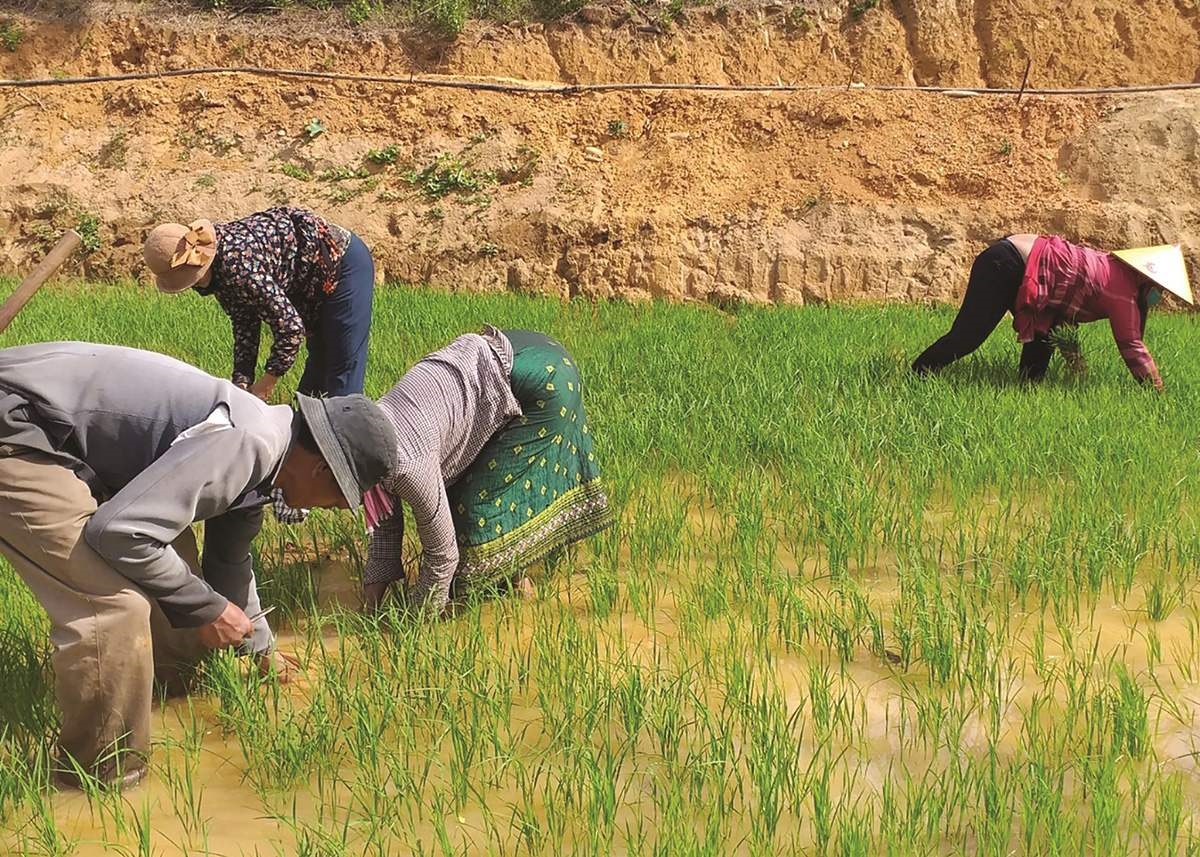 Mô hình trồng cây lúa nước đã giúp nhiều hộ đồng bào Chứt ở bản Dộ Tà - Vờng làm chủ được lương thực 