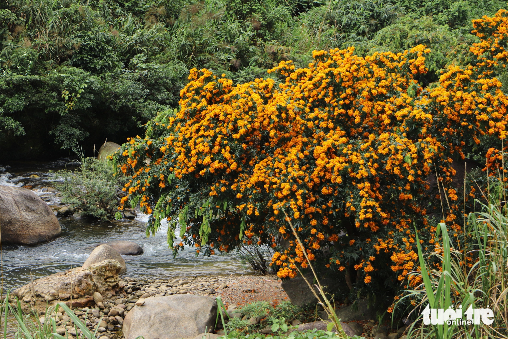 Ngắm 'suối hoa' giữa đại ngàn - Ảnh 3.