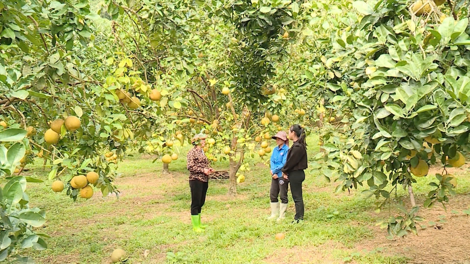 Nguồn vốn tín dụng chính sách đang từng bước thay đổi tư duy sản xuất, thay đổi đời sống của người dân trên địa bàn huyện Yên Sơn.