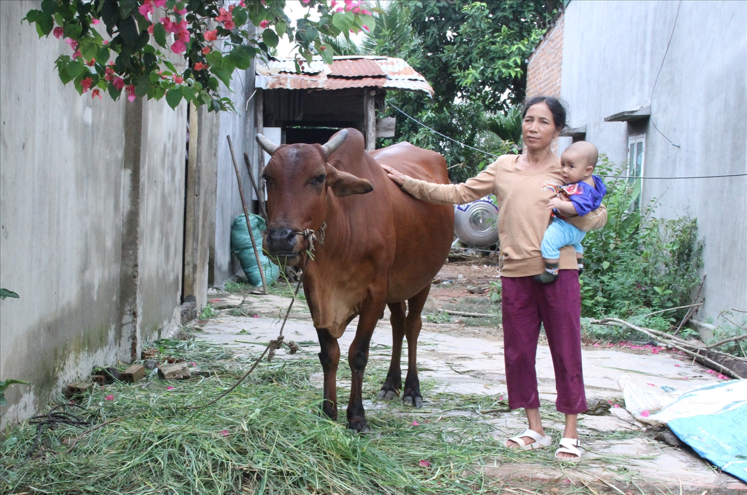 Chị H’Nghim Triết chăm sóc tốt để bò phát triển thành đàn mở cơ hội để gia đình bước ra khỏi diện hộ nghèo