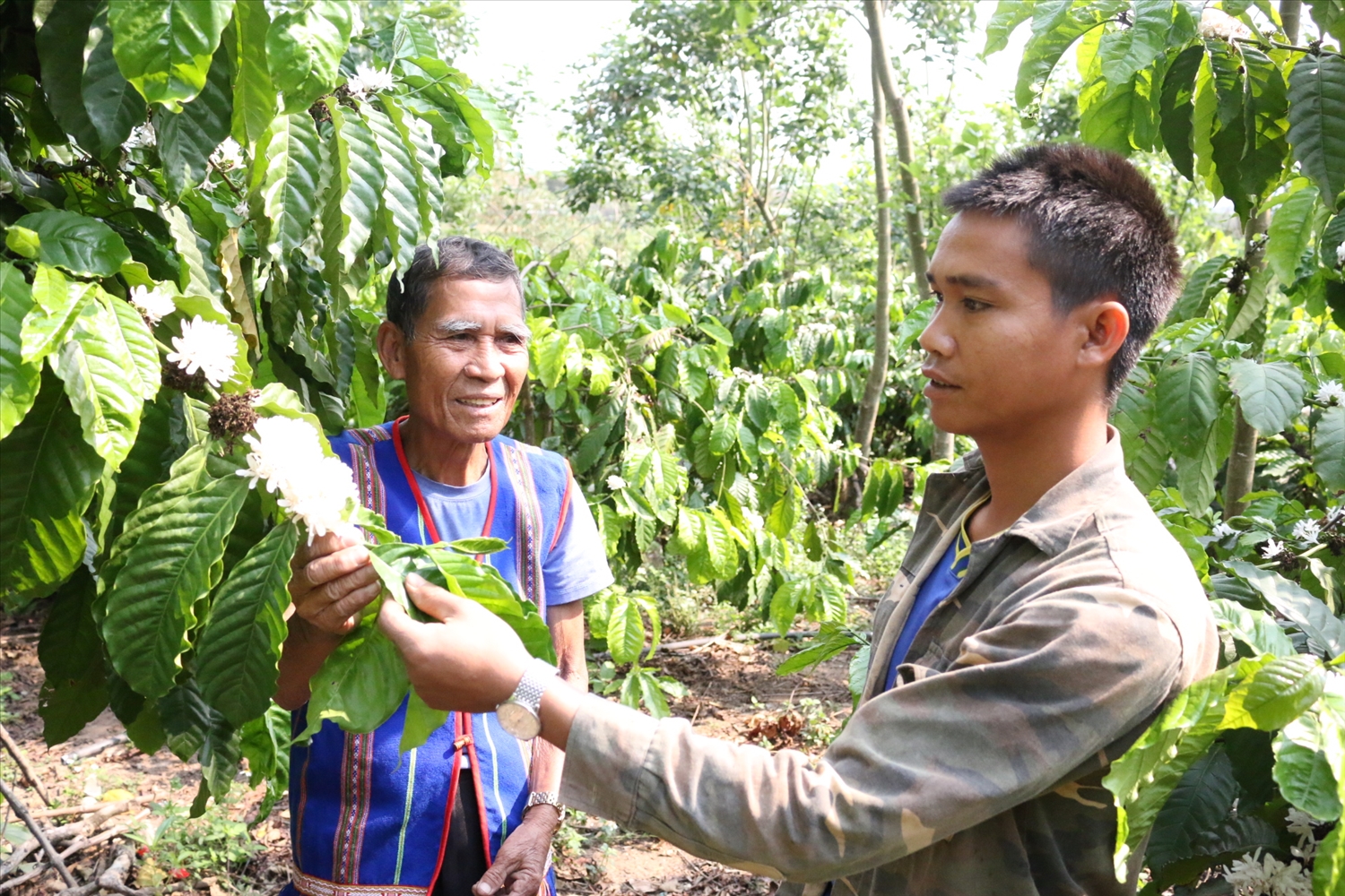 Nhờ sự tuyên tuyền, vận động của già làng A Chiêu, các hộ dân ở làng Khúc Na đã biết trồng cây cà phê và mang lại hiệu quả kinh tế cao Nhờ sự tuyên tuyền, vận động của già làng A Chiêu, các hộ dân ở làng Khúc Na đã biết trồng cây cà phê và mang lại hiệu quả kinh tế cao