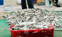 Kiếm bộn tiền từ nghề 'đi lùi' dưới biển