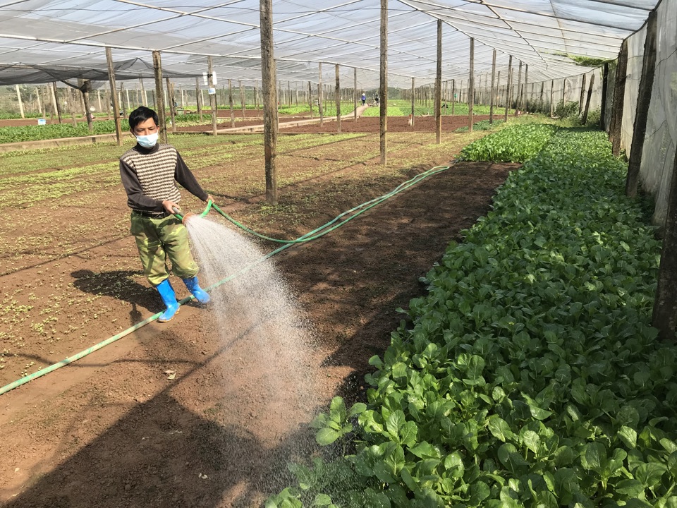 Sản xuất rau an toàn tại Hợp tác xã Nông nghiệp Tiền Lệ, xã Tiền Yên (huyện Hoài Đức).