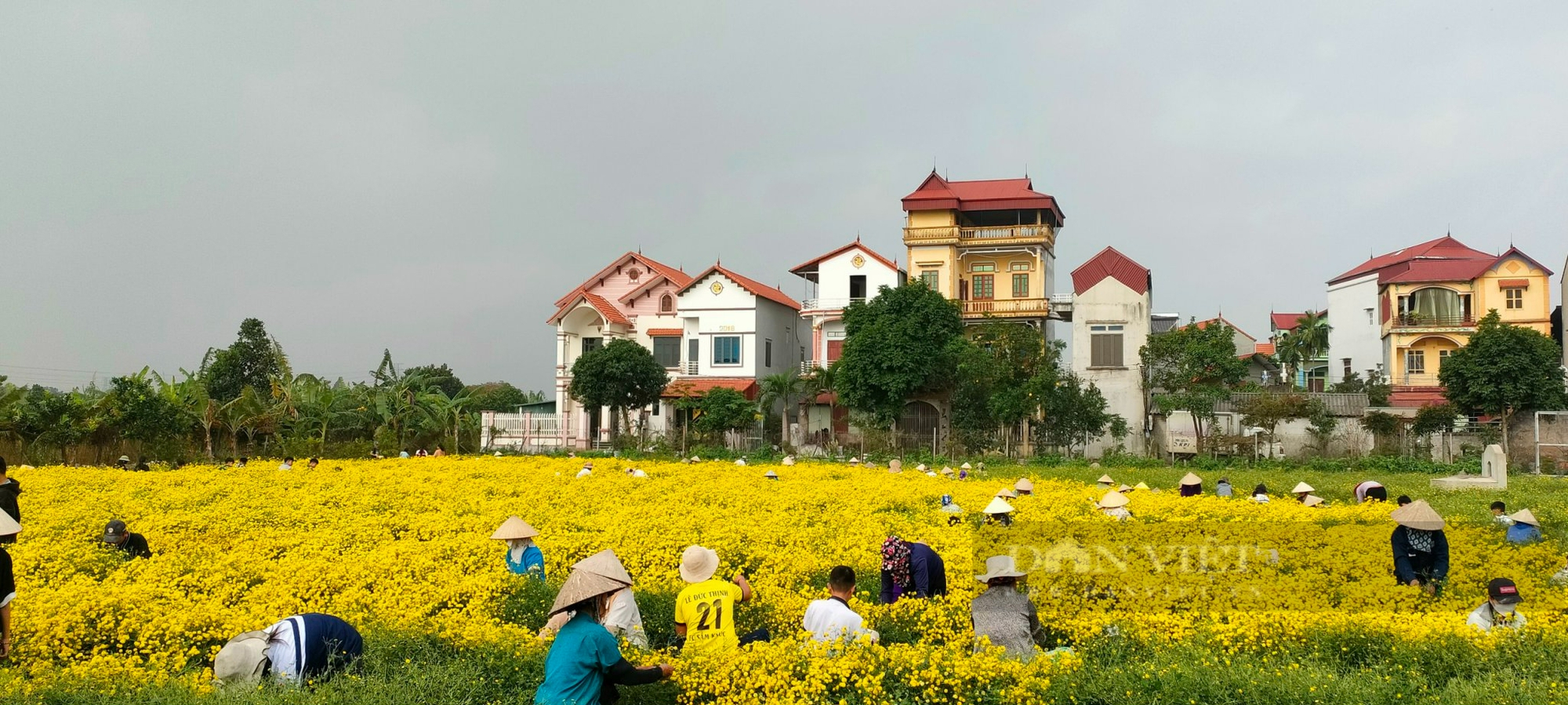 Trồng hoa có mùi thơm dịu, là loại thuốc quý, nữ tỷ phú Hưng Yên thu nhập 2 tỷ/năm từ nghề truyền thống - Ảnh 2.